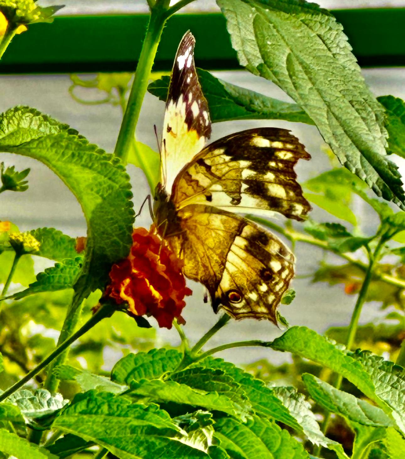 Vlinder